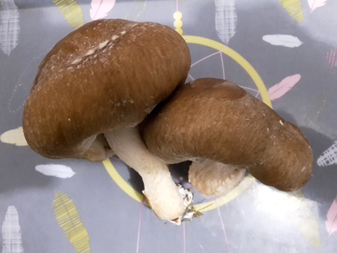 Shiitake