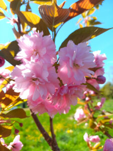 Printemps au Petit Japon Breton