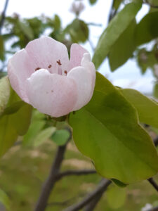 Printemps au Petit Japon Breton