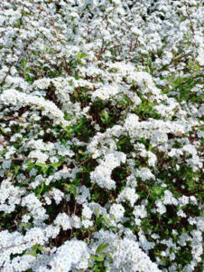 Printemps au Petit Japon Breton