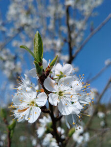 Printemps au Petit Japon Breton