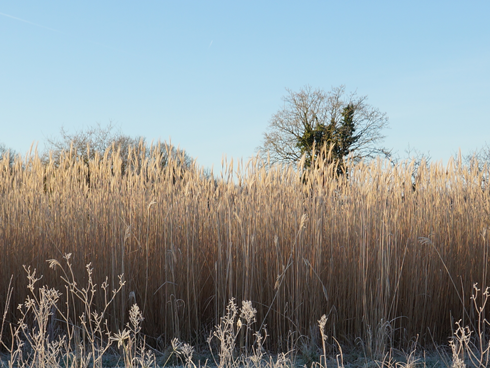 Miscanthus sec avant récolte