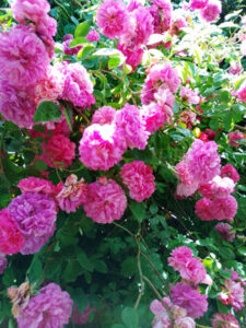Les roses du Petit Japon Breton